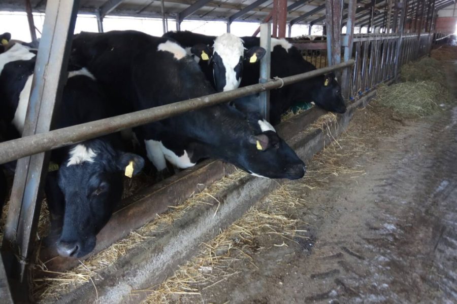 Producătorii de lapte și-au dezvoltat cunoștințele în îngrijirea bovinelor