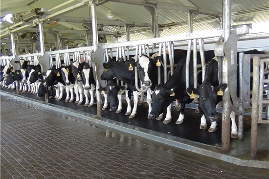 În Georgia producerea laptelui va fi scutită de TVA